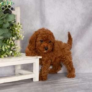 Tony F1B, Cavapoo Puppy